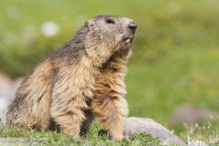 Marmotte des Alpes ; Marmot of the Alps