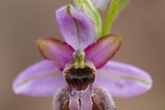 Ophrys de l'Aveyron