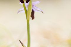 Ophrys aurélien