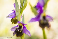 Ophrys bourdon