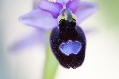 Ophrys de la Drôme