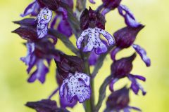 Orchis pourpre