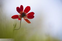 Anémone pivoine