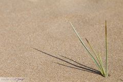 Dunes de sables