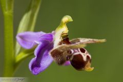 Ophrys à cornes