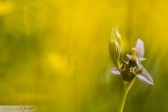 Ophrys à cornes