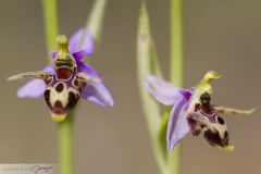 Ophrys à cornes