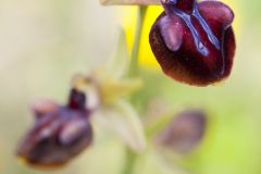 Ophrys à gandes gibosités