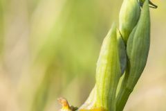 Ophrys à grandes gibbosités