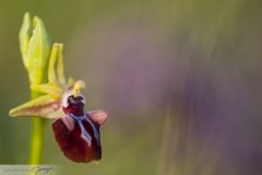 Ophrys à grandes gibbosités