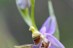 Ophrys cornu