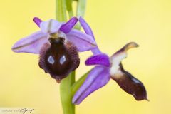 Ophrys d'Argolie