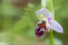 Ophrys d'Argolie