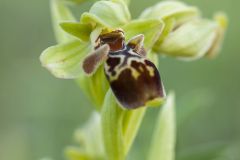 Ophrys d'Attique