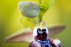 Ophrys d'Esculape