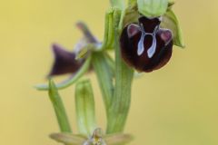 Ophrys d'Esculape