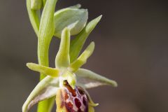 Ophrys d'Hebes