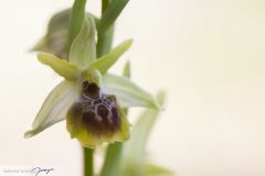 Ophrys d'Hebes