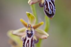 Ophrys de Crète