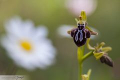 Ophrys de Crète
