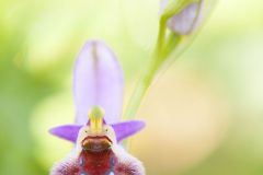 Ophrys de Delphes