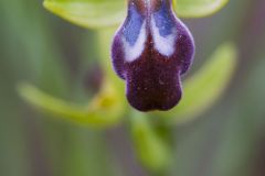 Ophrys de Leucade