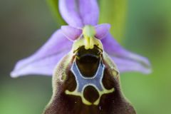 Ophrys de Malvasia