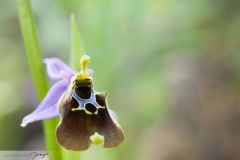 Ophrys de Malvasia