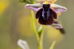 Ophrys de Spruner