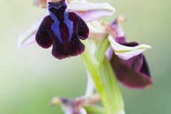 Ophrys de Spruner