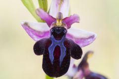 Ophrys de Spruner