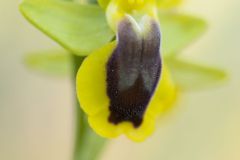 Ophrys des phryganes