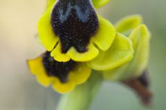 Ophrys des phryganes