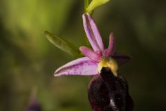 Ophrys fer à cheval