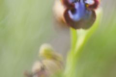 Ophrys miroir