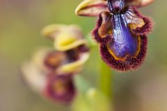 Ophrys miroir