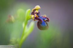 Ophrys miroir