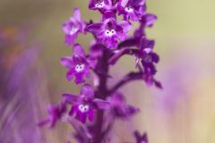 Orchis à quatre points