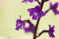 Orchis à quatre tâches