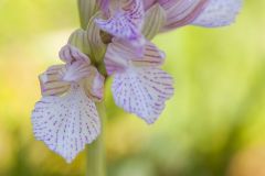 Orchis papillon