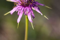 Salsifi de Provence