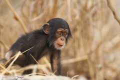 Bébé chimpanzé découvrant son environnement