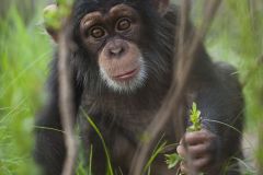 Bébé chimpanzé jouant dans la végétation