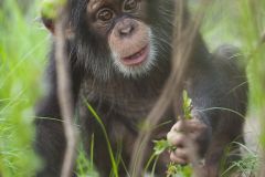 Bébé chimpanzé jouant dans la végétation