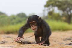 Bébé chimpanzé sur les bords du Niger