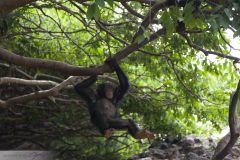 Chimapnzé jouant dans les arbres sur les bords du Niger