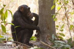 Chimpanzé  assis