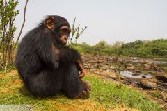 Chimpanzé au bord du fleuve Niger