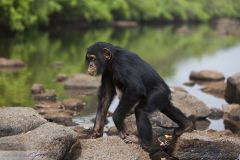 Chimpanzé au bord du fleuve Niger