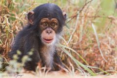 Bébé chimpanzé sur les bords du Niger
